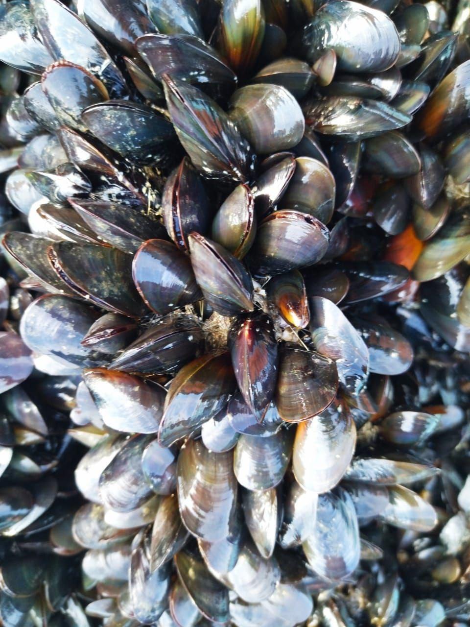 Мидия тихоокеанская